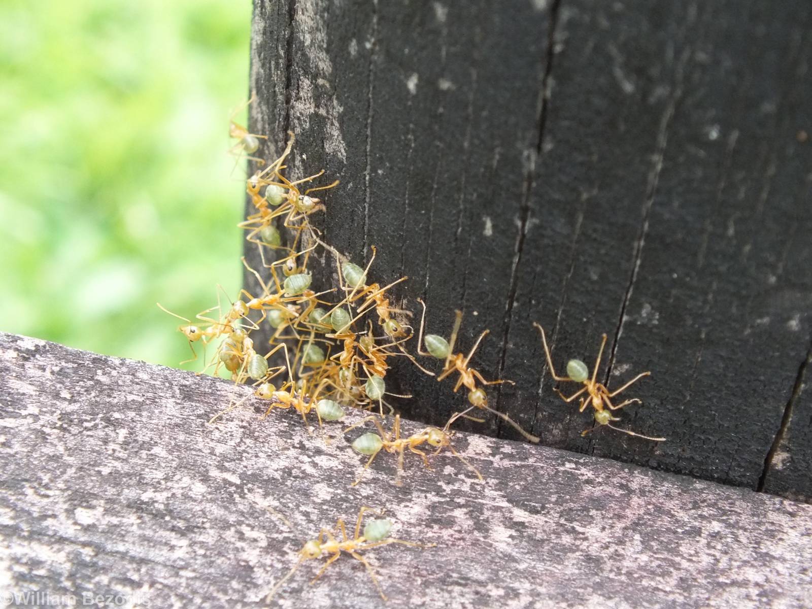 Green Ants