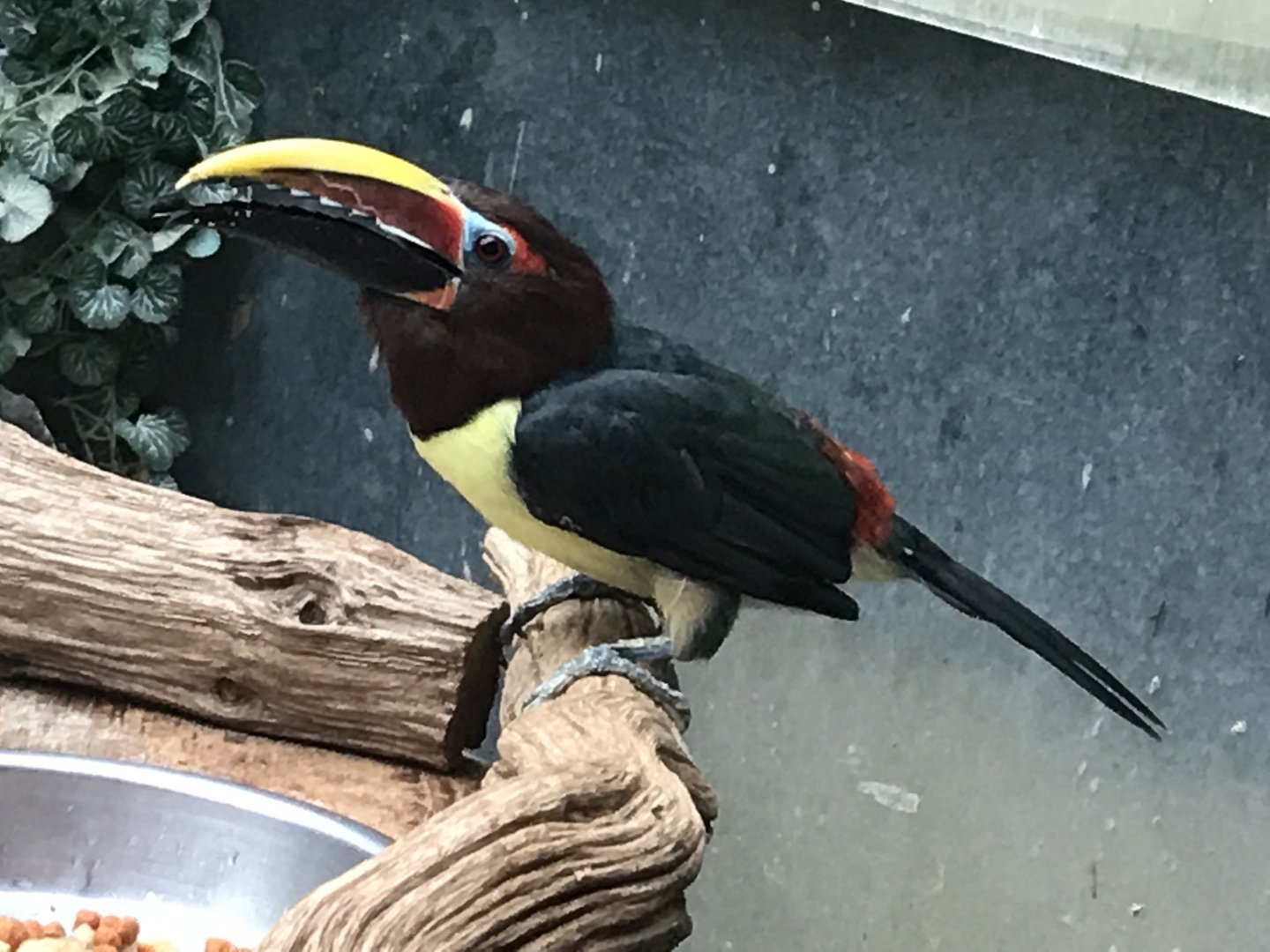Green aracari 071019