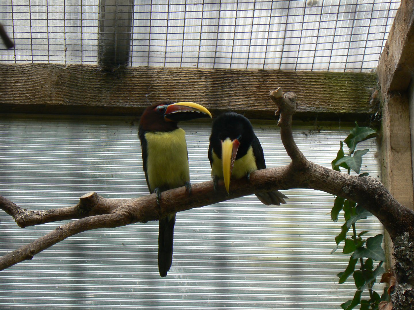Green Aracari - 11 July 2018