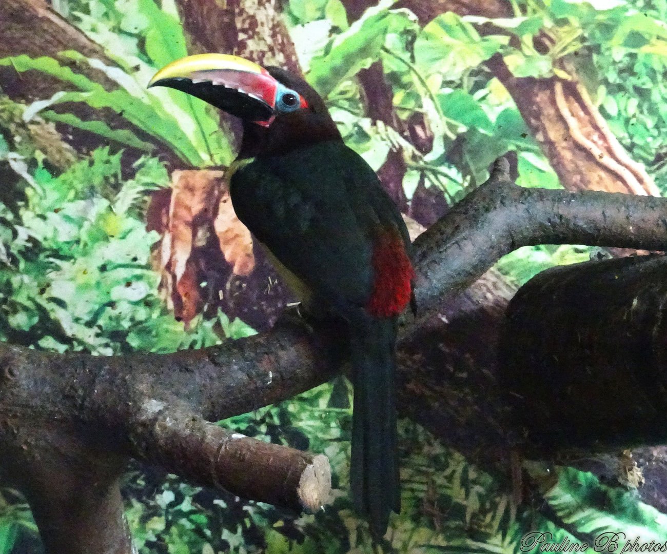 Green Aracari 16 November 2025