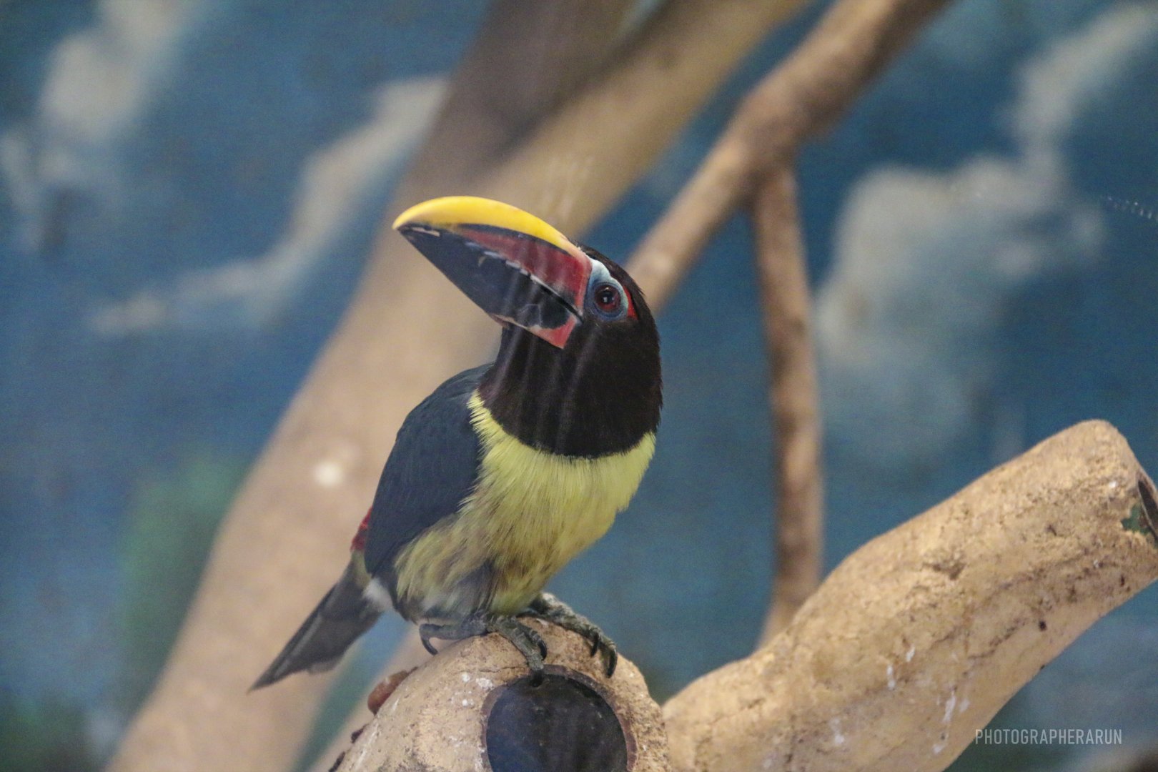 Green Aracari(2022)
