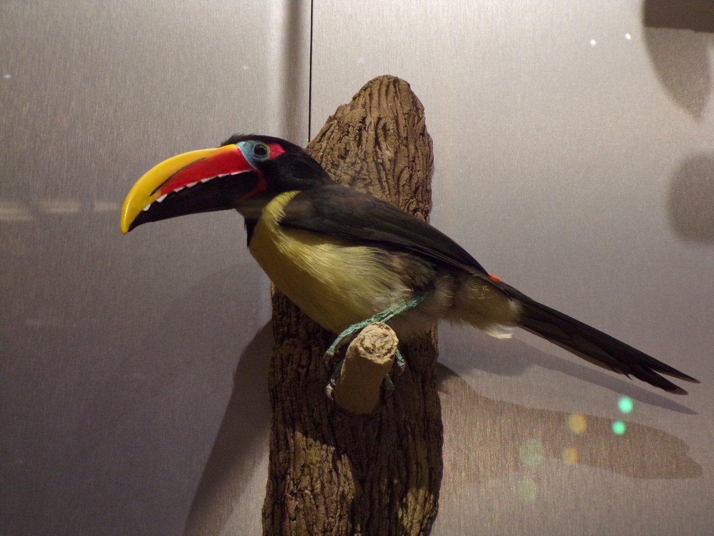 Green aracari 26.8.23
