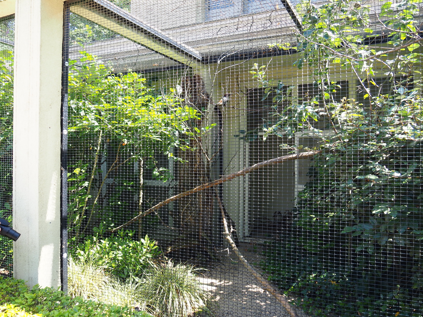 Green aracari and Palawan peacock-pheasant aviary, 2021-07-17