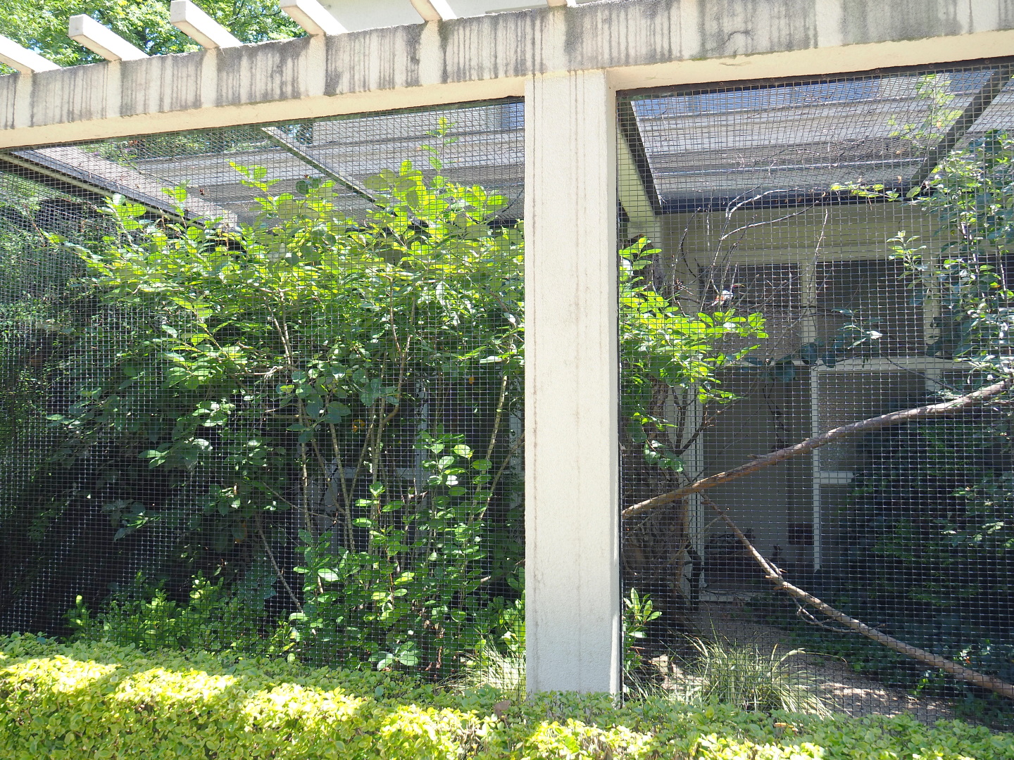 Green aracari and Palawan peacock-pheasant aviary, 2021-07-17