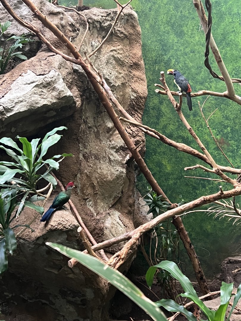 Green Aracari and Red-Crested Turaco