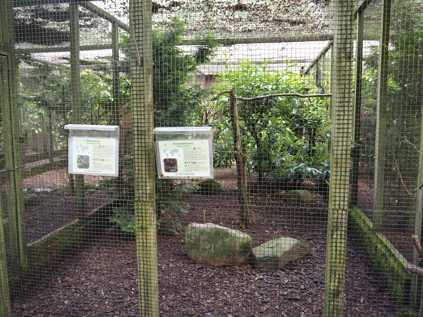 Green aracari and Solitary tinamou aviary, 2024-05-23