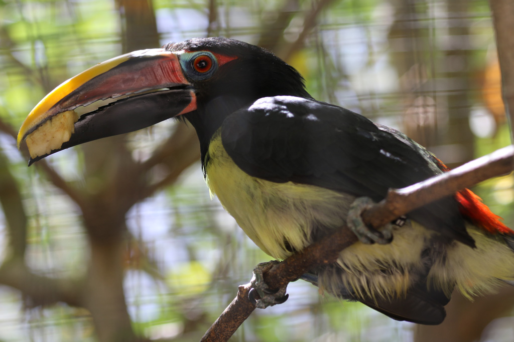 Green Araçari at Zoo de Lagos 7th August 2017