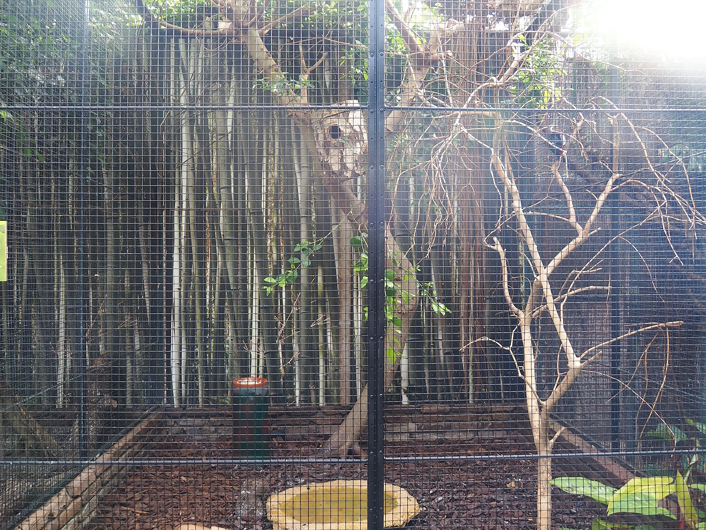 Green aracari aviary, 2022-08-28