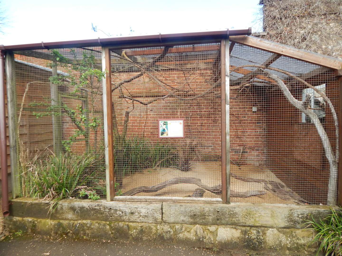 Green aracari aviary 280423