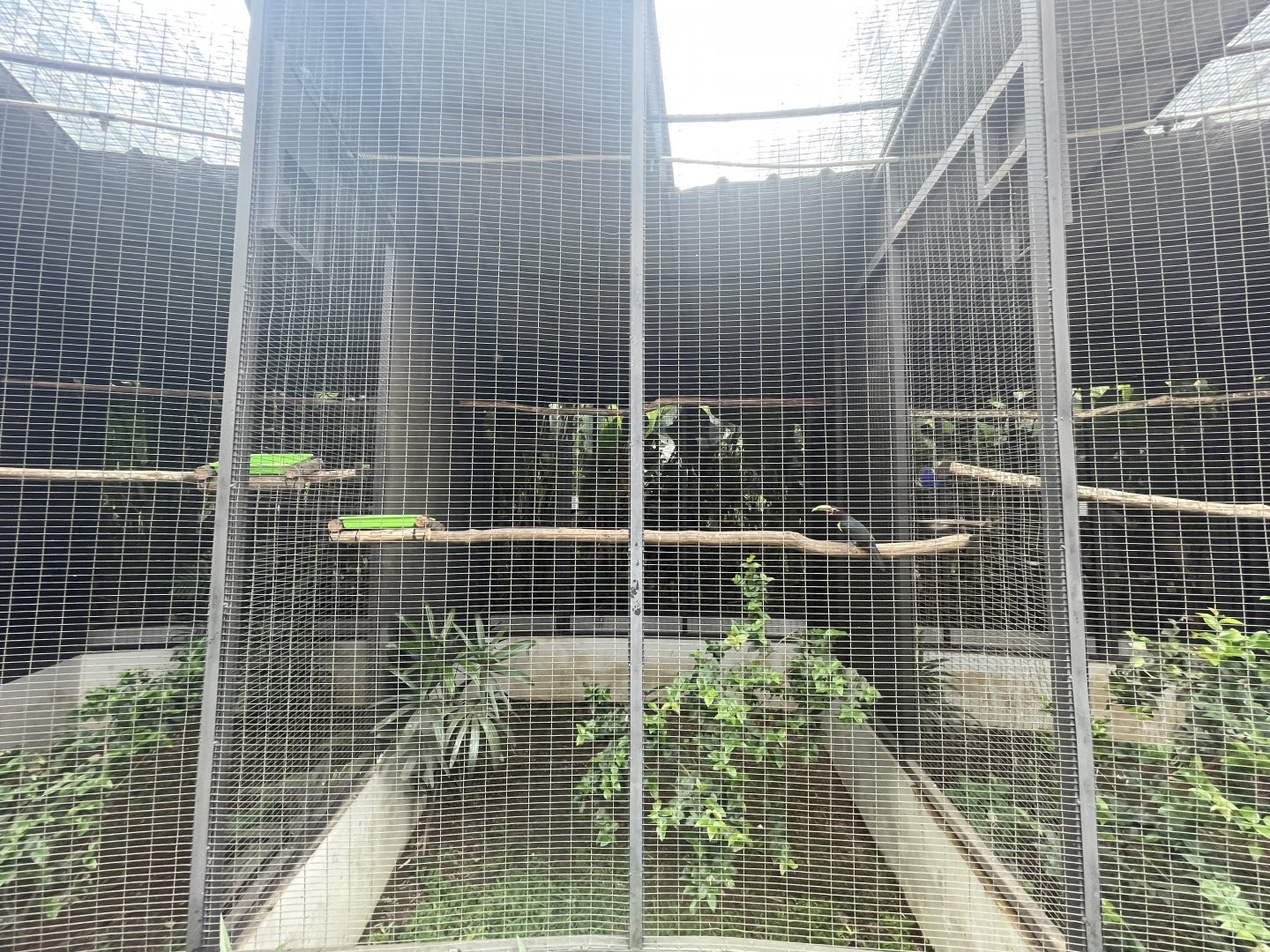 green aracari aviary - aviary park