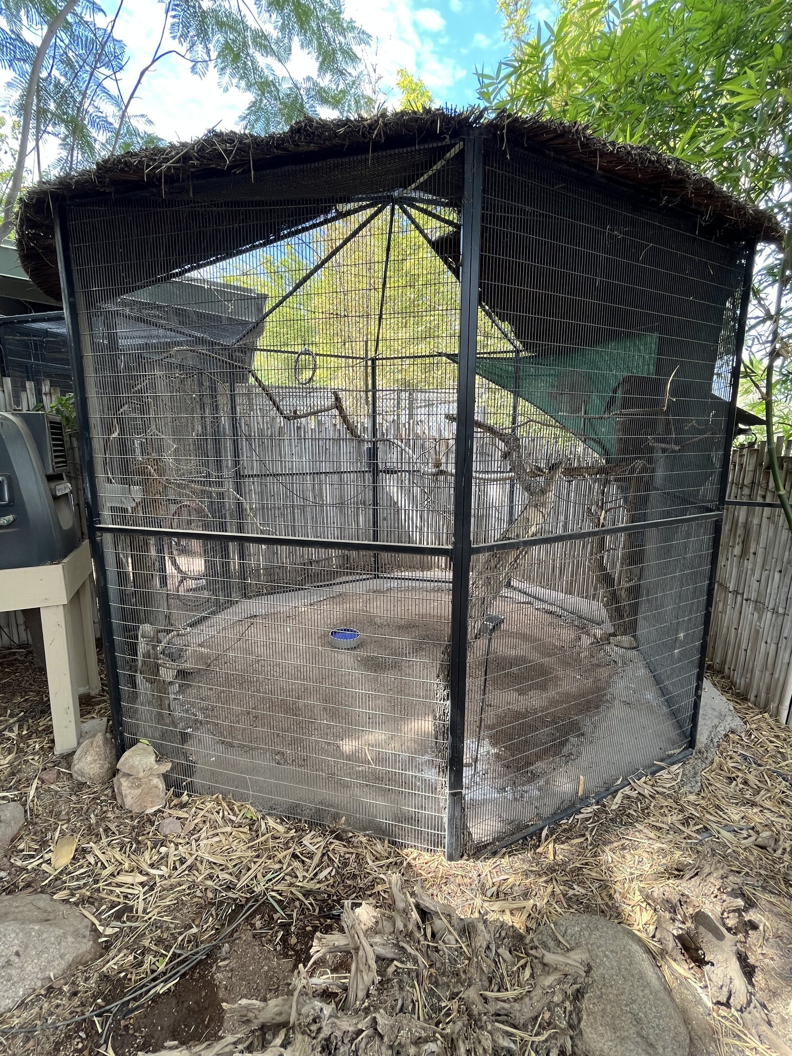 Green Aracari Aviary