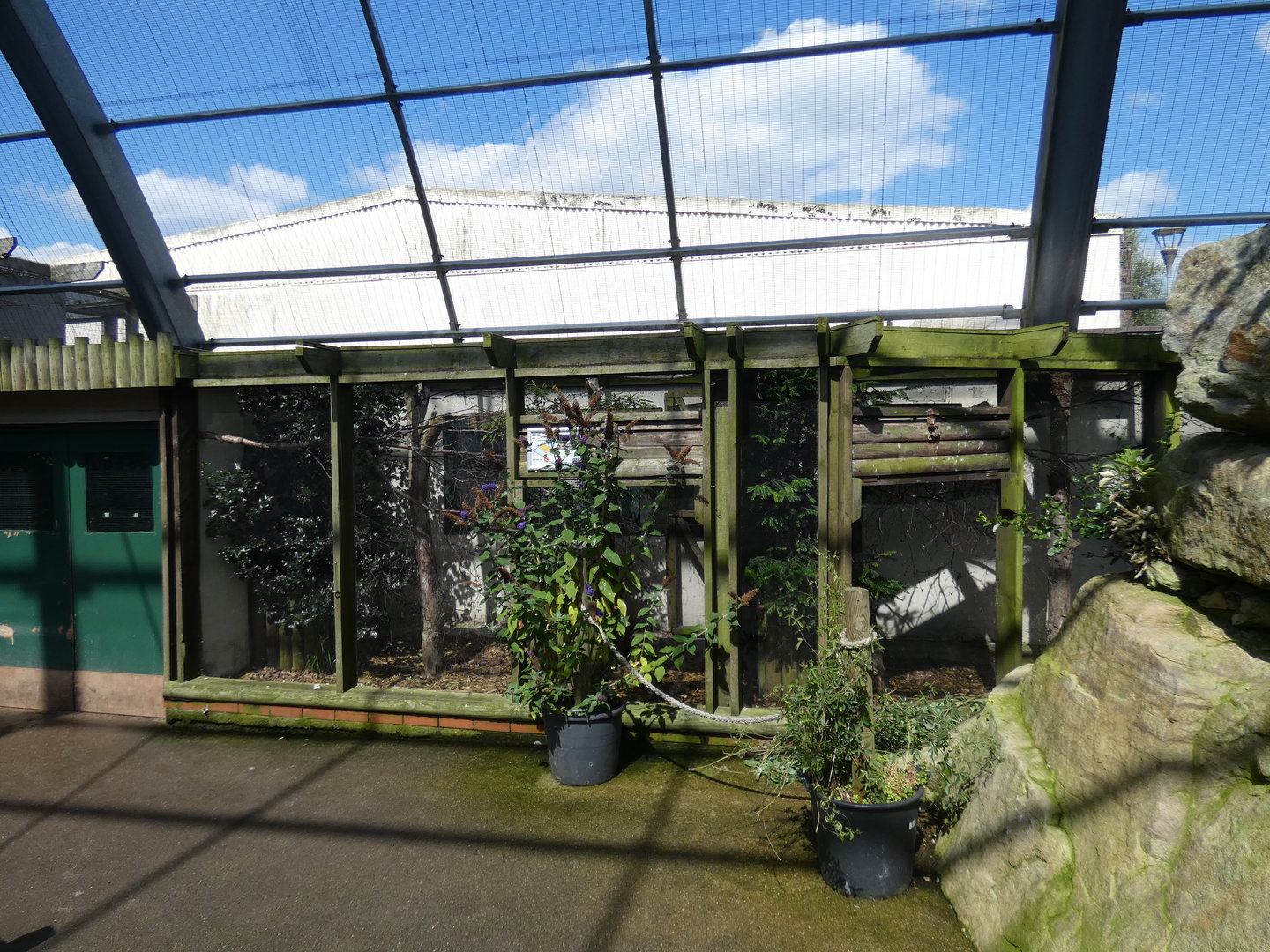 Green aracari aviary