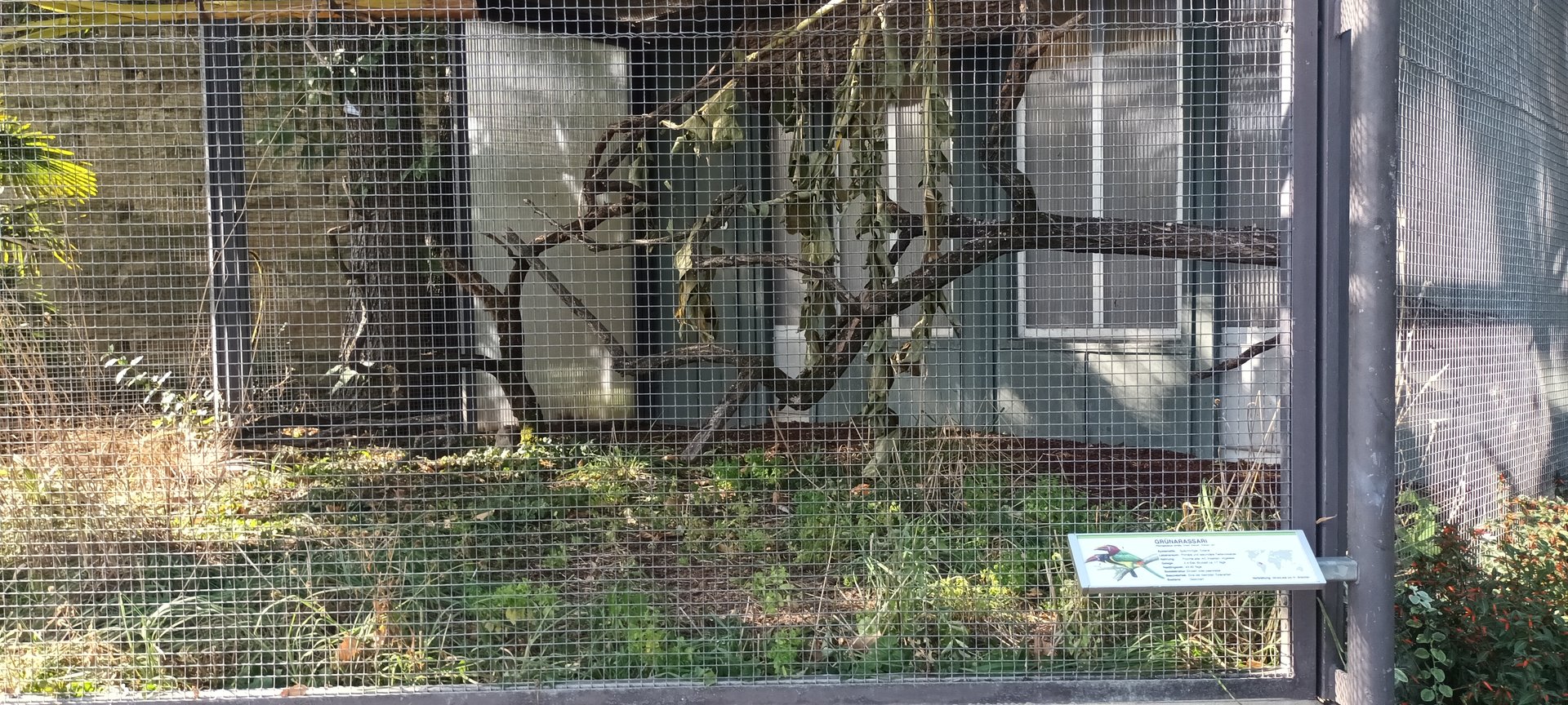 Green Aracari Aviary