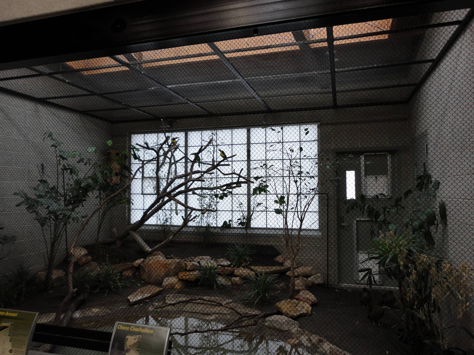 Green Aracari/Chaco Chachalaca Exhibit