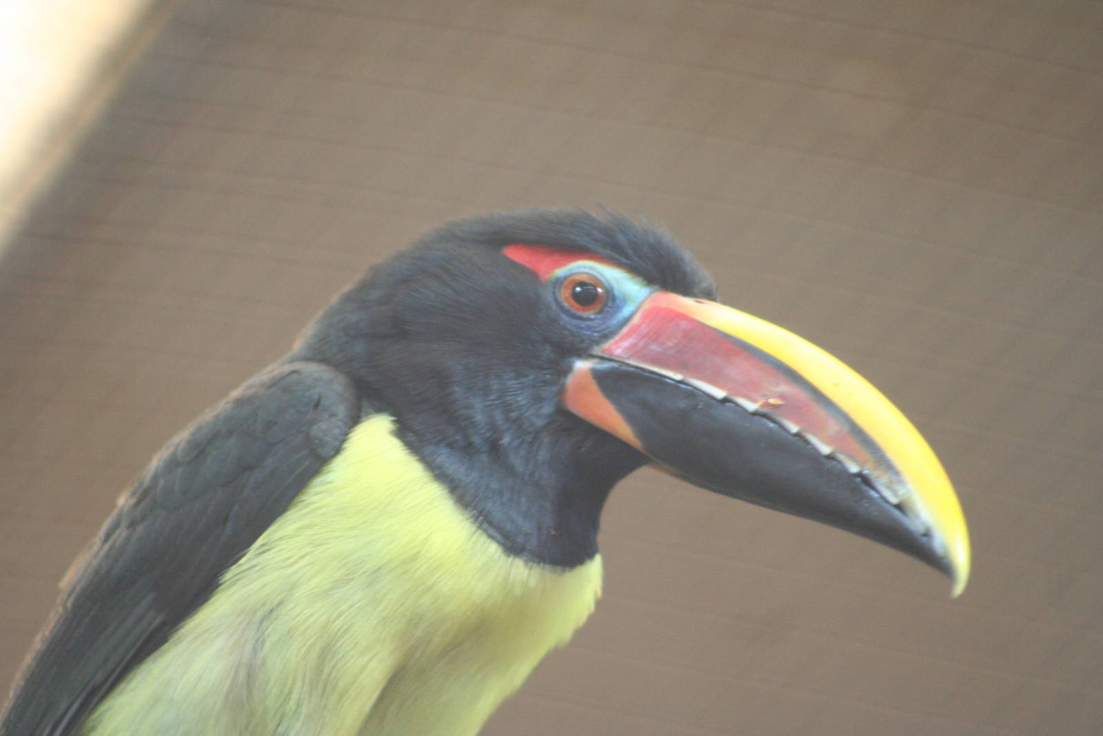 Green Aracari @ Chester; 02.04.2015