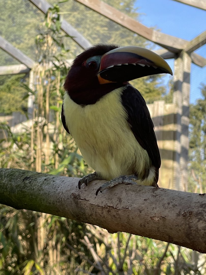 Green Aracari close-up