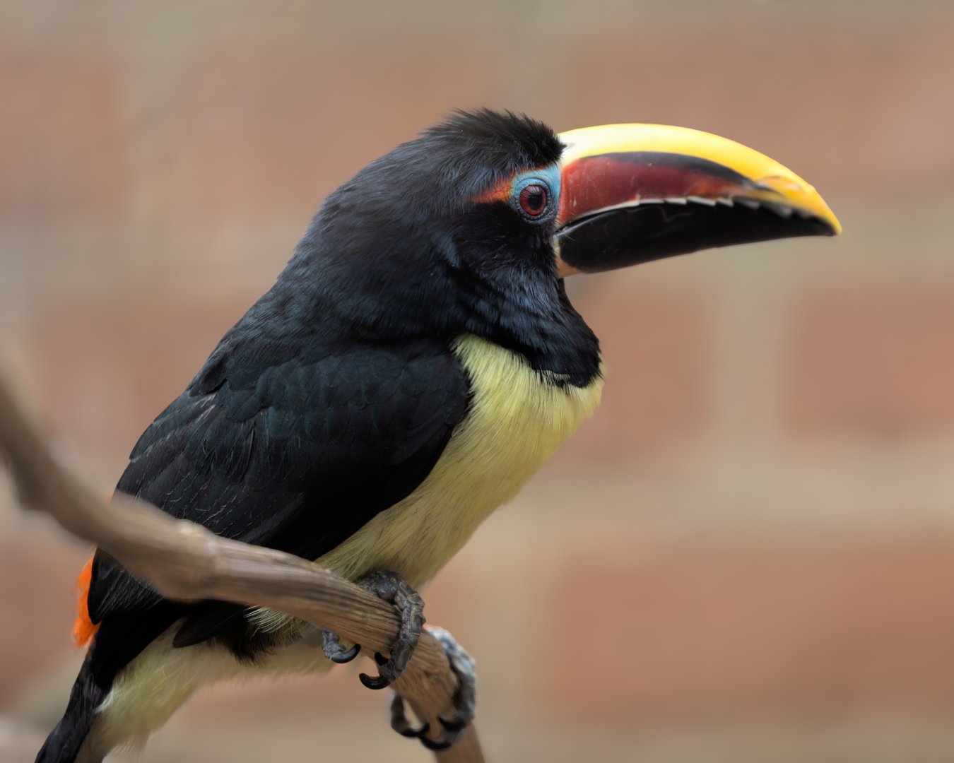 Green Aracari/ Cotswold Wildlife Park / 5-4-23