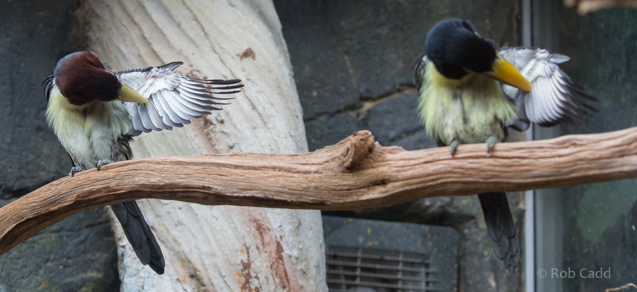 Green araçari : Cotswold WP : 03 Dec 2016