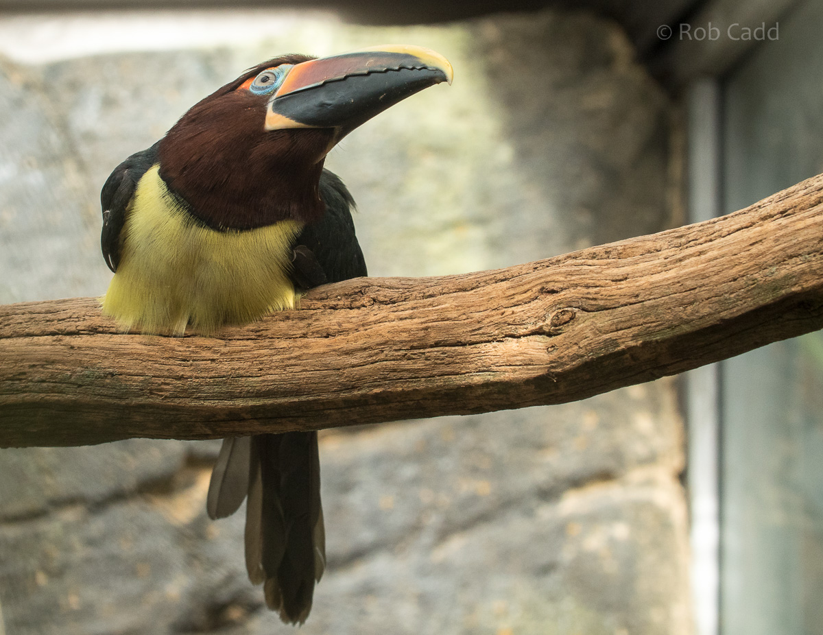 Green aracari : Cotswold WP : 07 Feb 2016