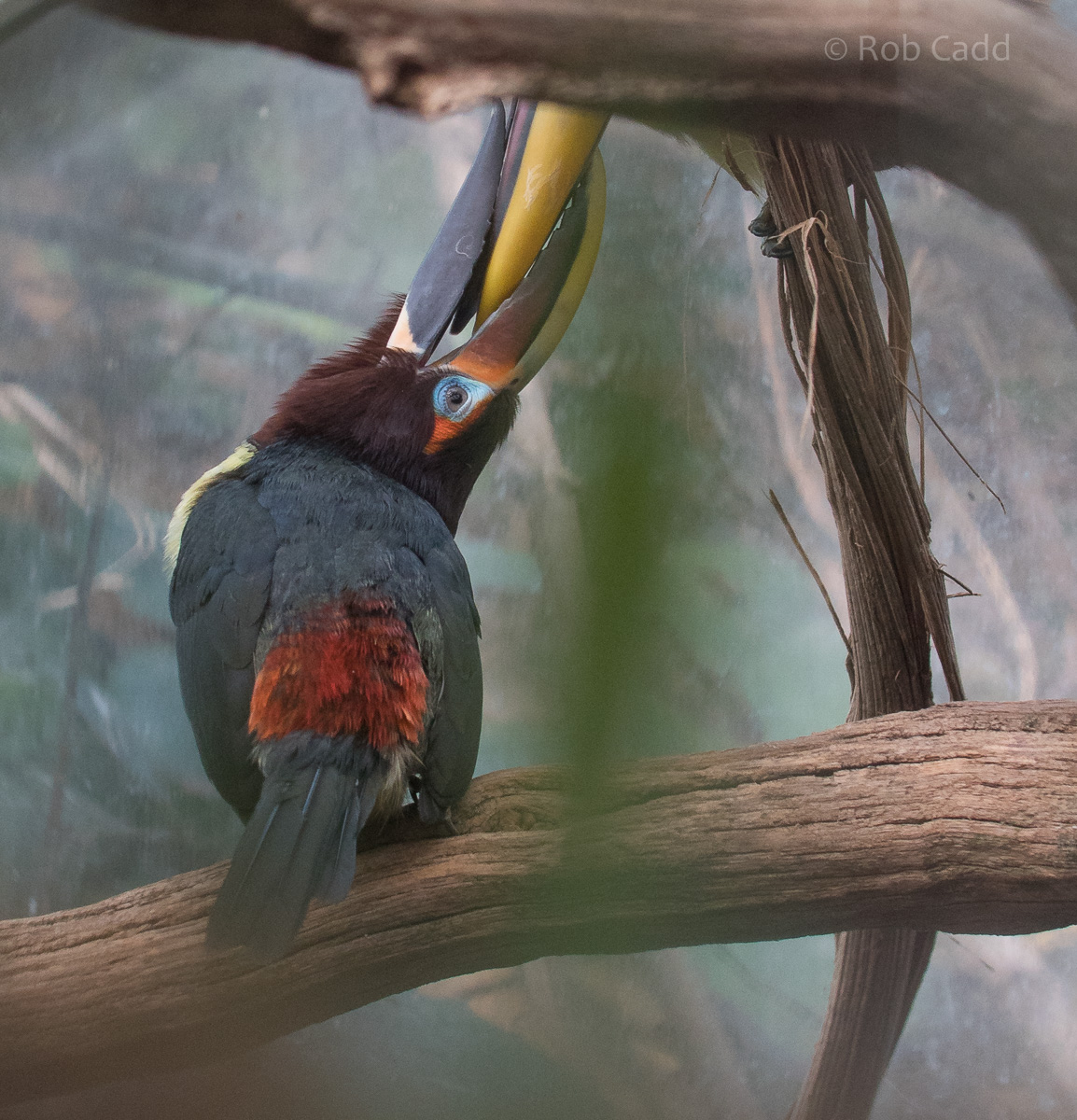 Green aracari : Cotswold WP : 07 Feb 2016