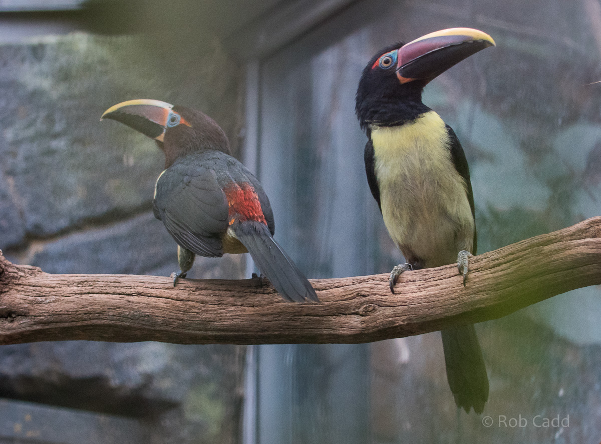 Green aracari : Cotswold WP : 07 Feb 2016