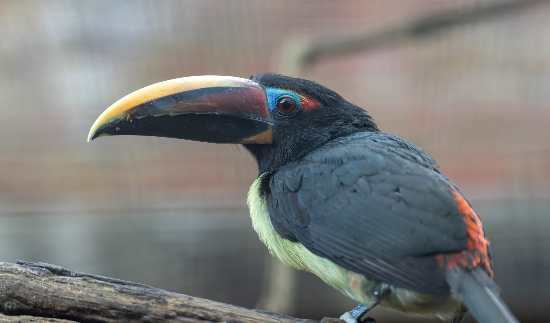 Green aracari, CWP, UK