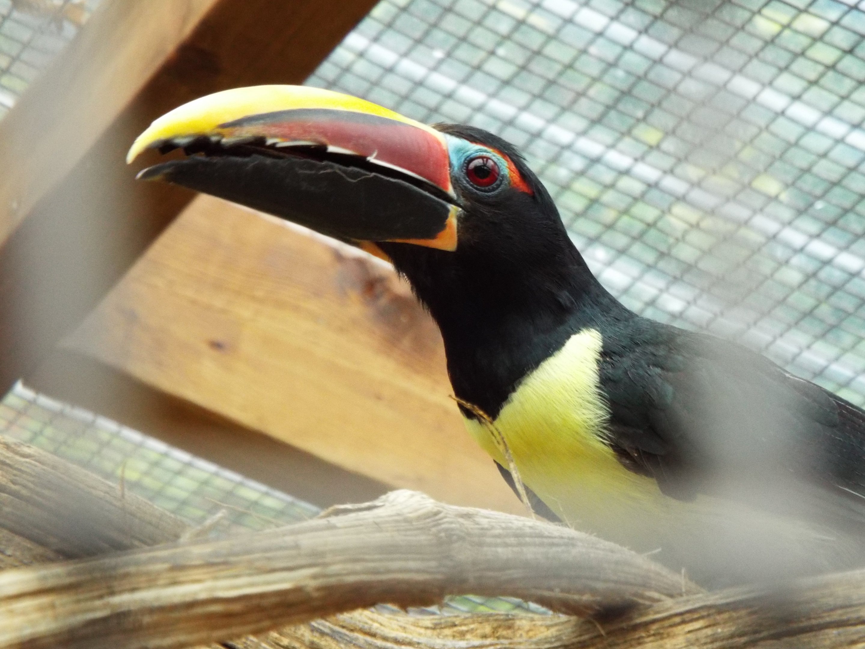 Green Aracari, CWP