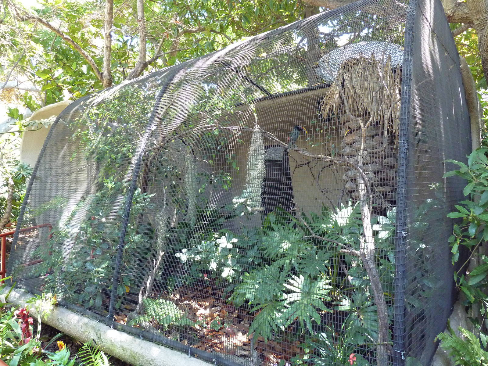 Green Aracari Exhibit