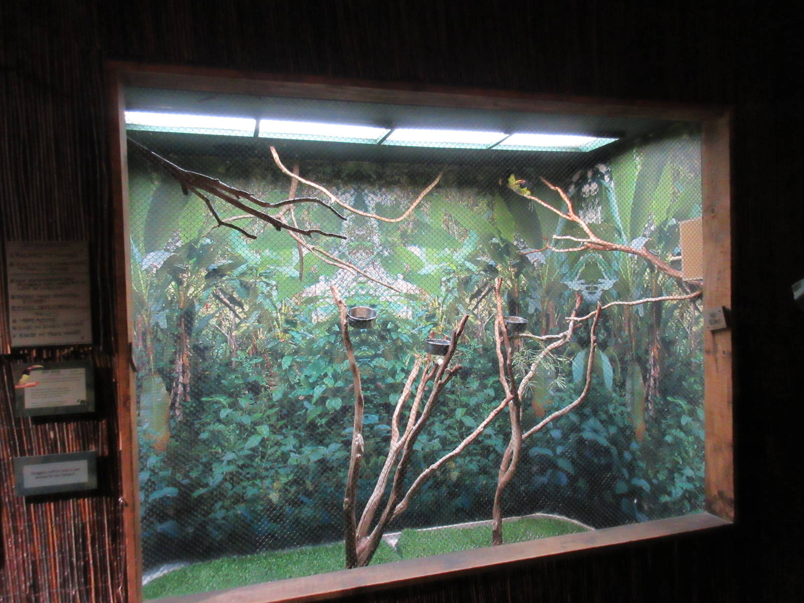 Green Aracari Exhibit