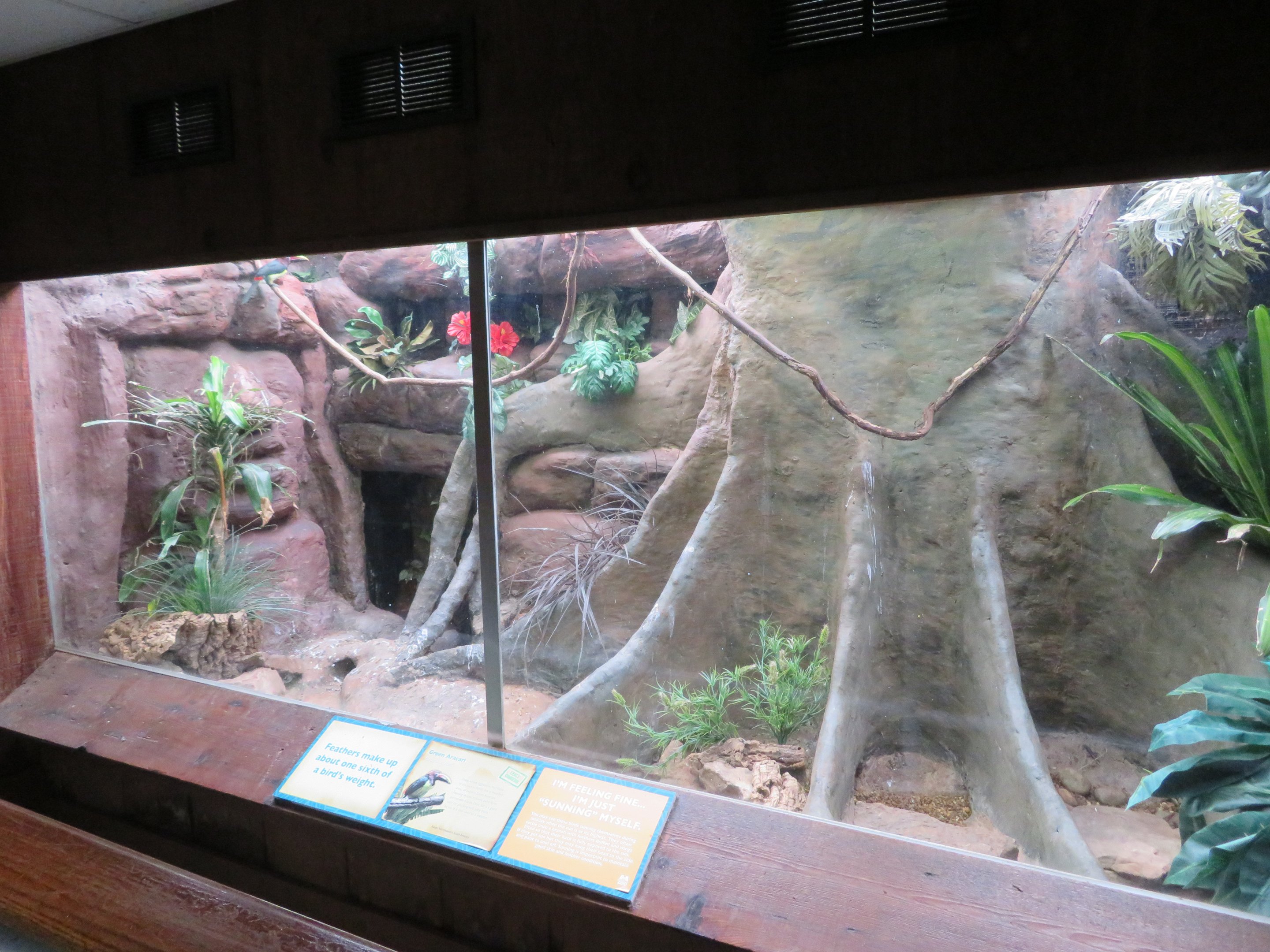 Green Aracari Exhibit