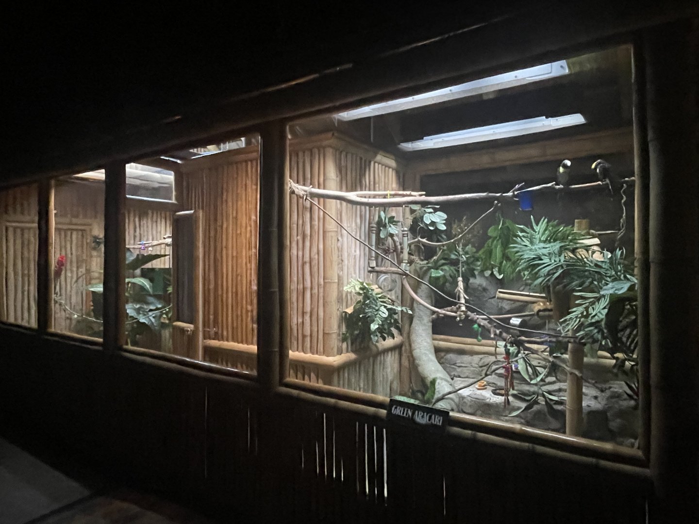 Green Aracari Exhibit