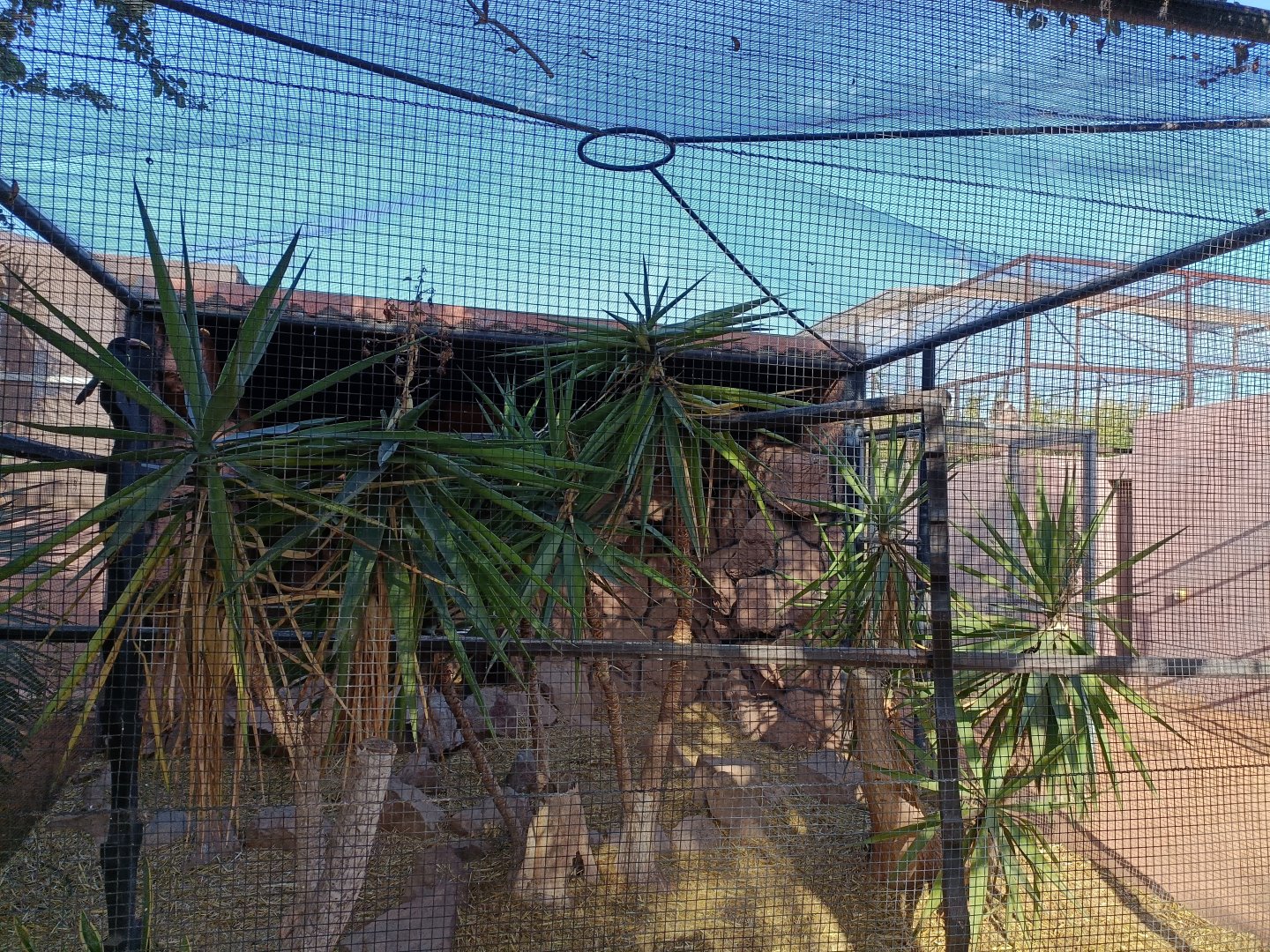 Green aracari exhibit