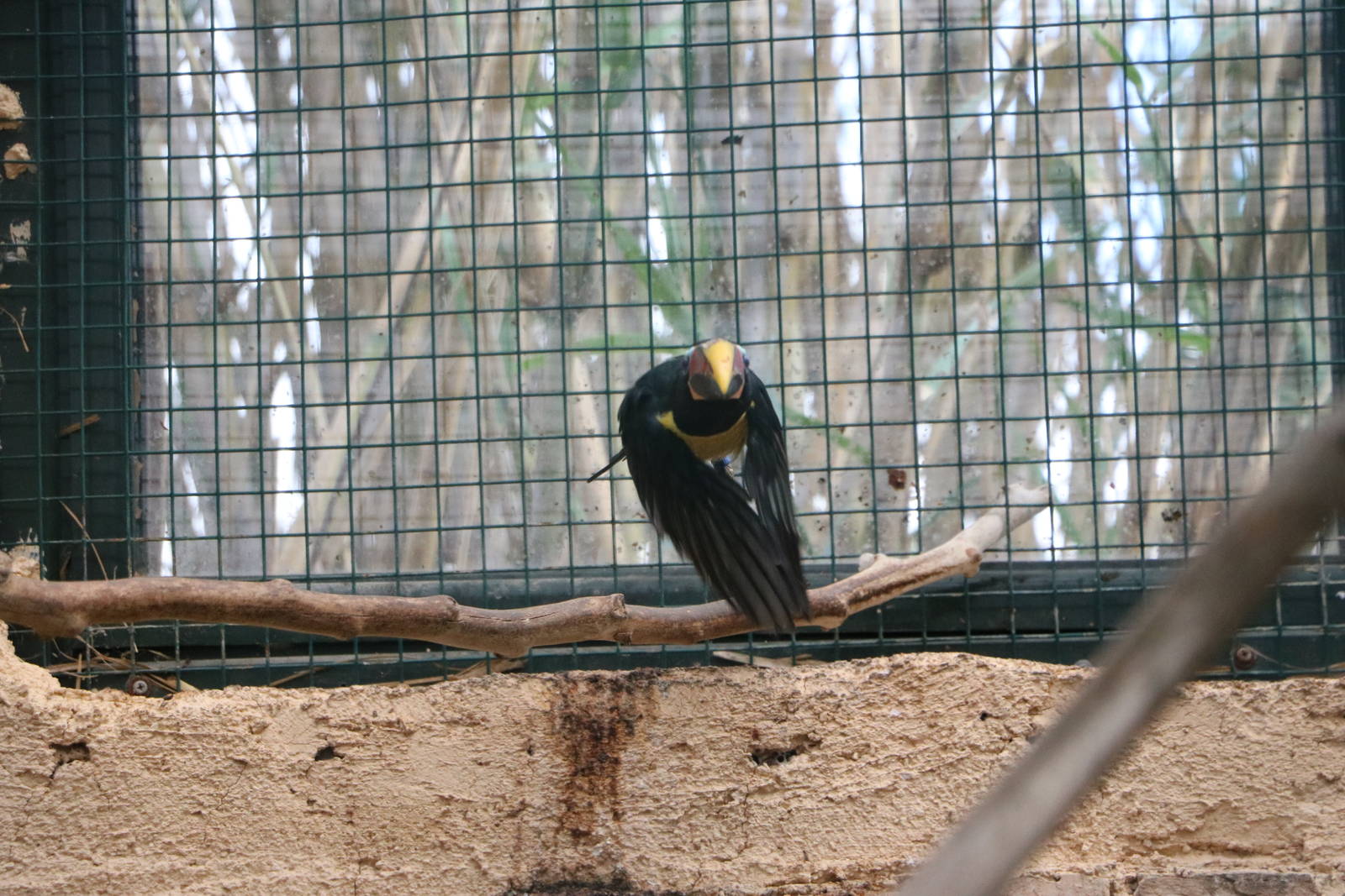 Green aracari in flight, February 2016
