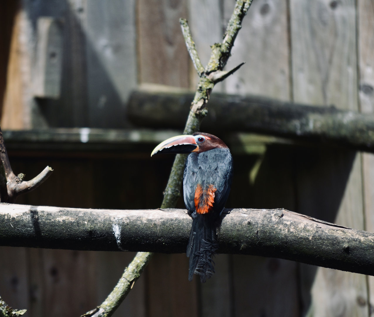 Green Aracari - May 2023