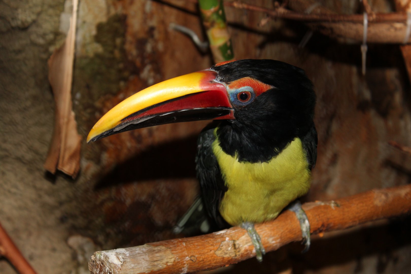 Green Aracari - Oct 2017