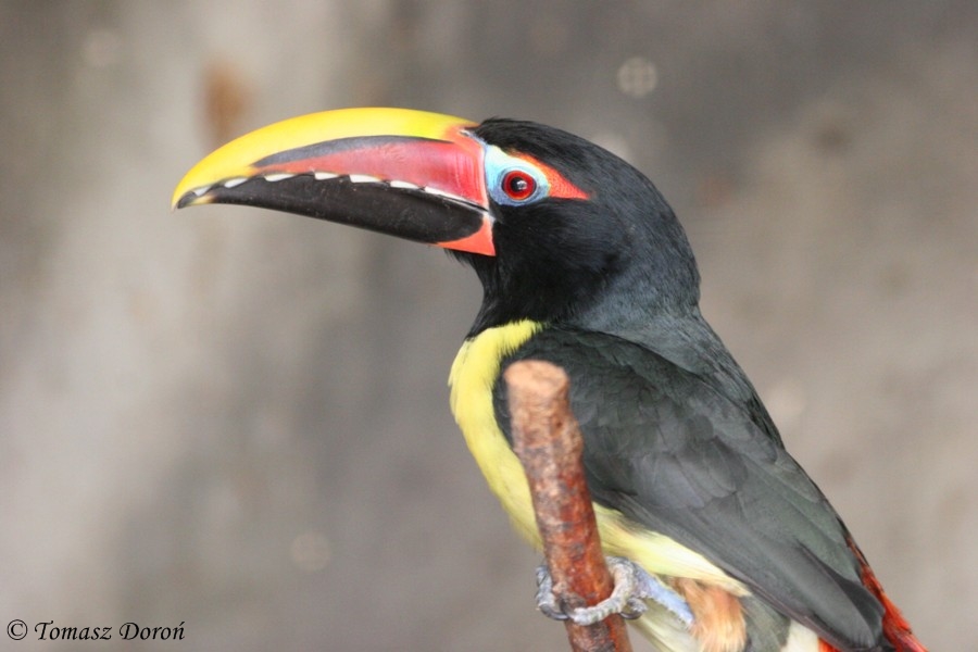 Green Aracari or Green Araçari (Pteroglossus viridis)