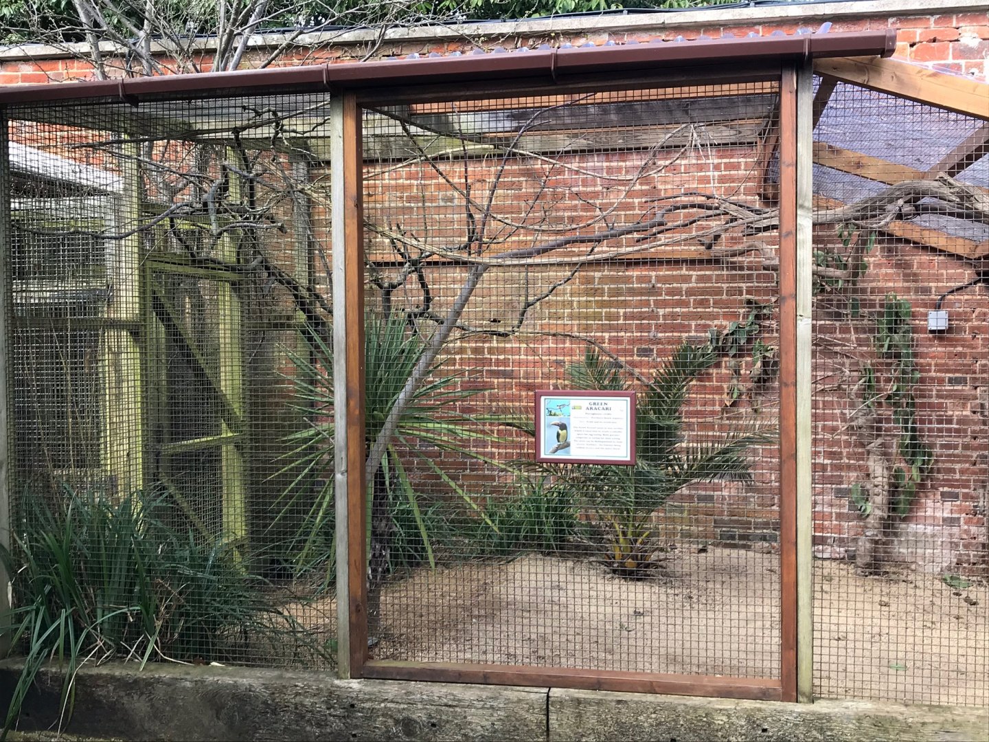 Green aracari outdoor aviary 250318