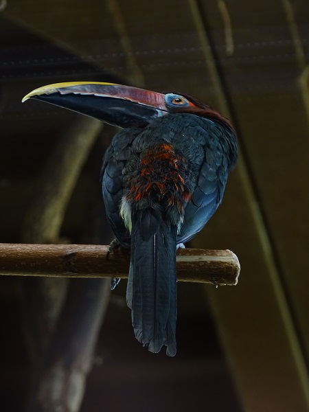Green aracari (Pteroglossus viridis) (04/22)
