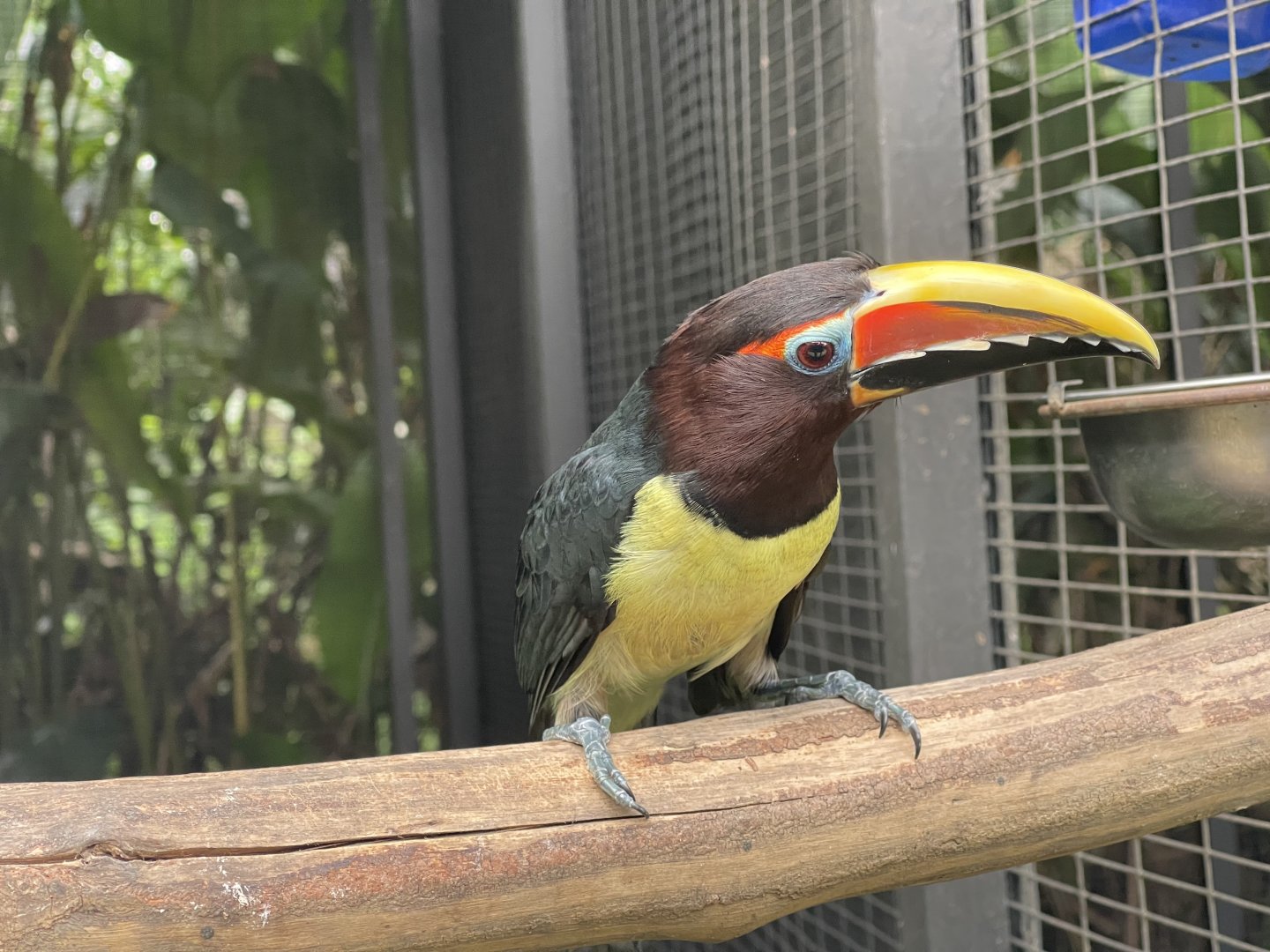 green aracari (pteroglossus viridis) (1) - aviary park