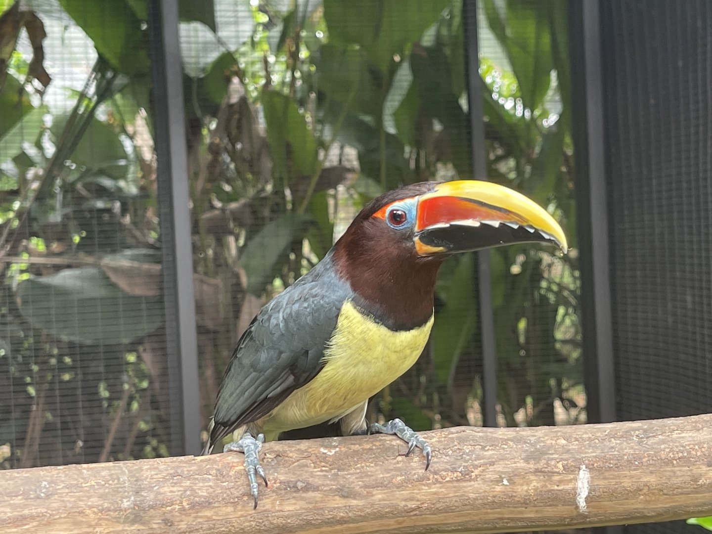 green aracari (pteroglossus viridis) (2) - aviary park
