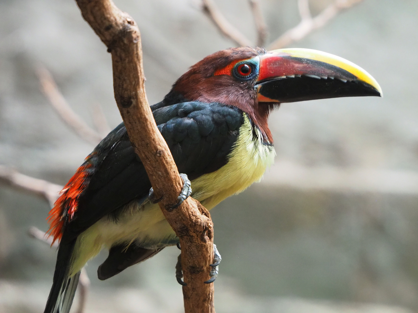 Green aracari (Pteroglossus viridis), 2019-09-21