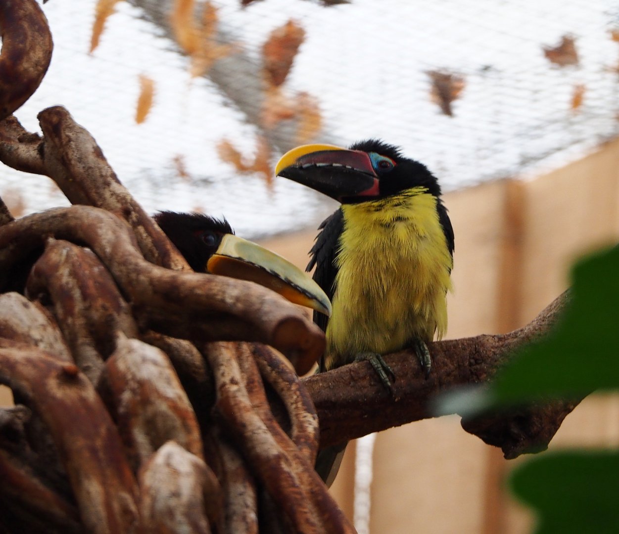 Green aracari (Pteroglossus viridis), 2019-10-05
