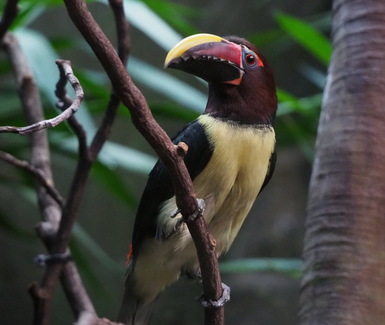 Green aracari (Pteroglossus viridis), 2019-12-30