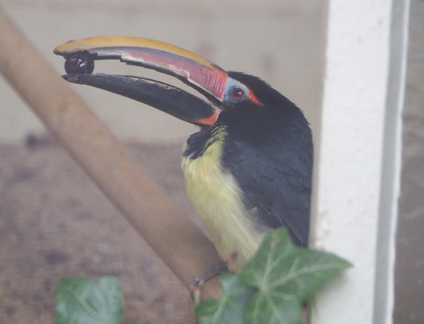 Green aracari (Pteroglossus viridis), 2021-06-12
