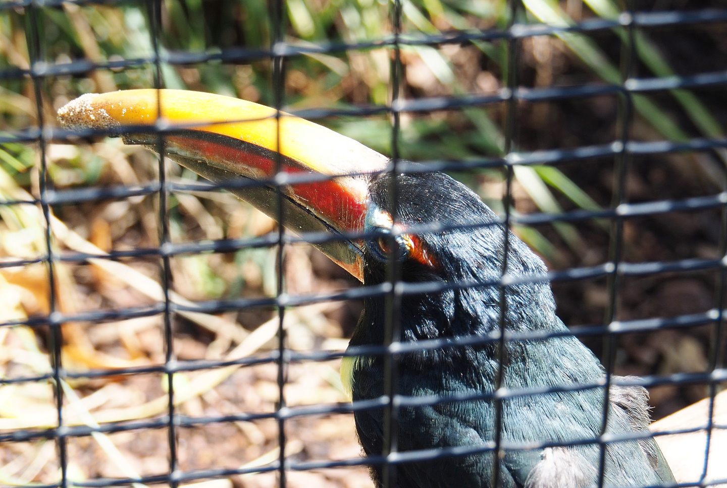 Green aracari (Pteroglossus viridis), 2021-07-17