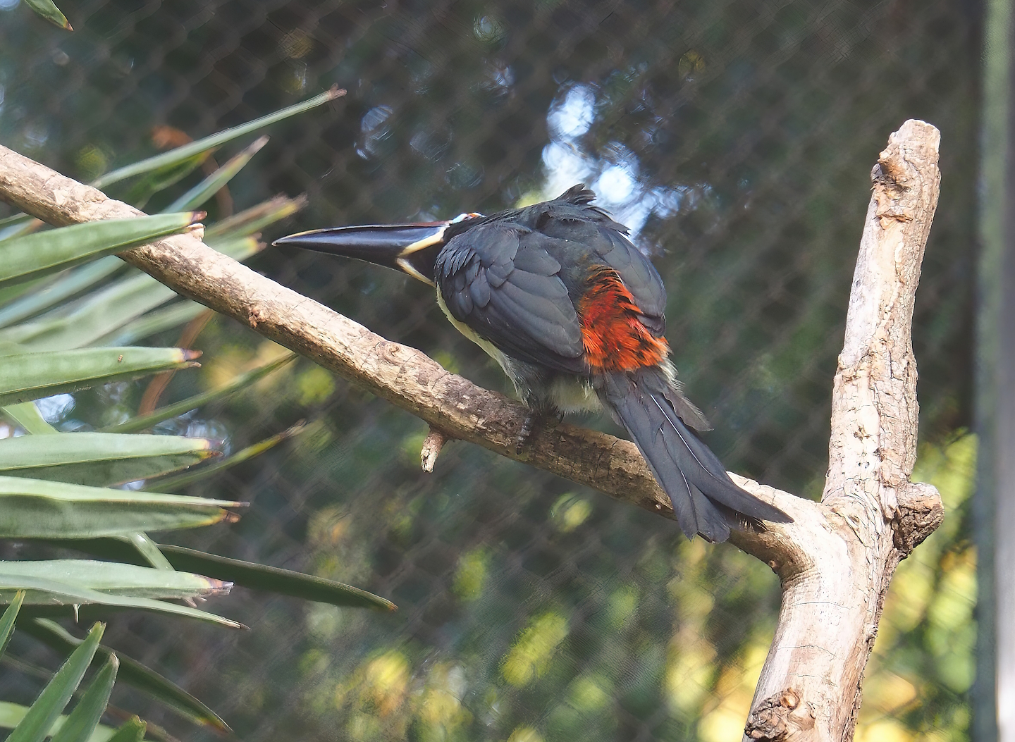 Green aracari (Pteroglossus viridis), 2022-10-29