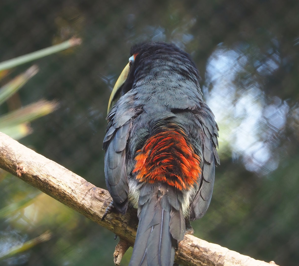 Green aracari (Pteroglossus viridis), 2022-10-29