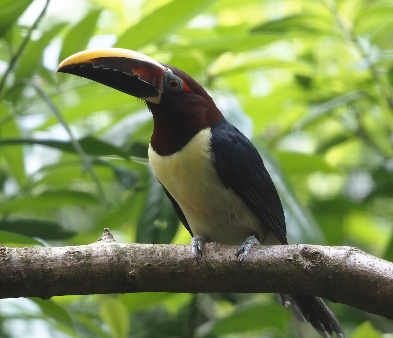 Green aracari (Pteroglossus viridis), 2024-05-23