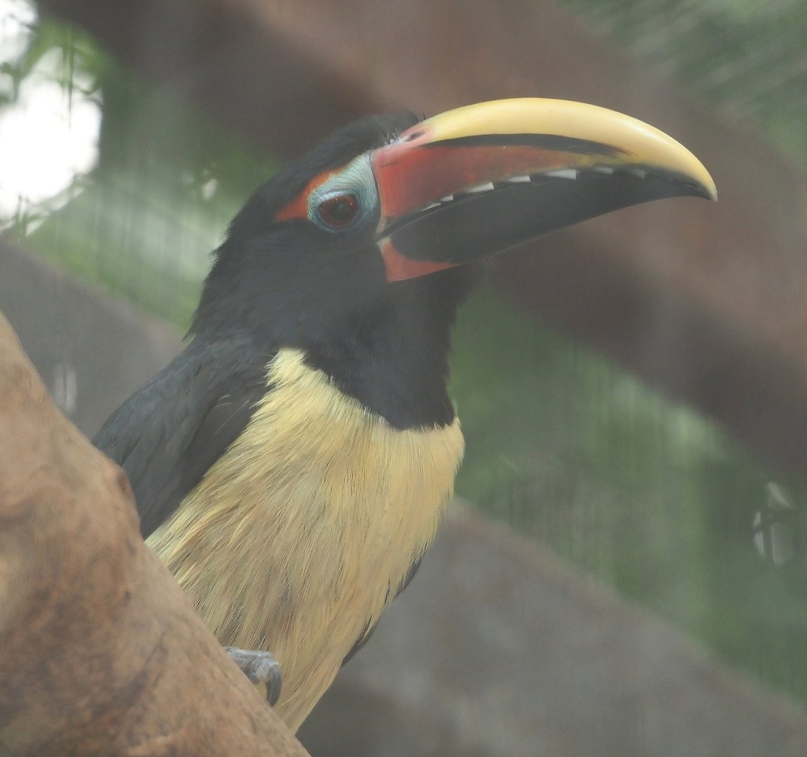 Green aracari (Pteroglossus viridis), 2024-09-17