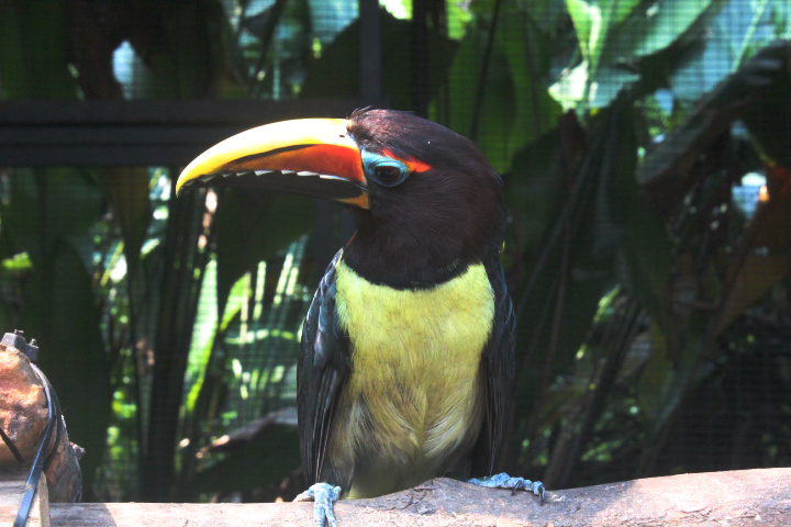 Green aracari (Pteroglossus viridis) - Aviary Park
